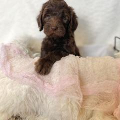 Labradoodle Puppies from Raising Doodles