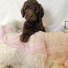 Labradoodle Puppies from Raising Doodles