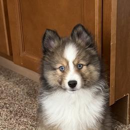 Slade - Wolf sable male Pomsky puppy in Magnolia, Texas from Solace Shelties and Pomskies