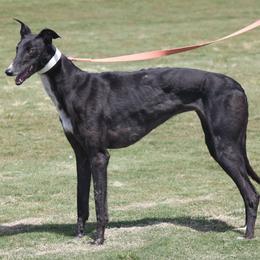 Dagny - Greyhound
