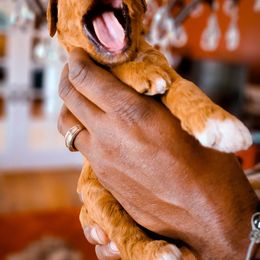Goldendoodle Puppies from Lucky's Doodlez