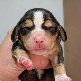 Girl 4 - Black tan and white female Beagle puppy in Baltimore, Maryland from Country Acres Farm