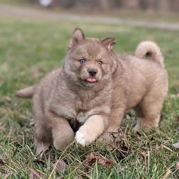 Caramello - Red and white female Siberian Husky puppy in Coshocton, Ohio from Wyant Farms