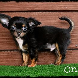 Onyx - Black and tan male Chihuahua puppy in Demorest, Georgia from Sourpatch Chihuahuas