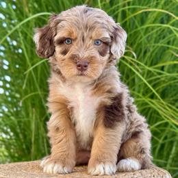 Dusty - Brown merle male Aussiedoodle puppy in Sharpsburg, Georgia from Steindoodles