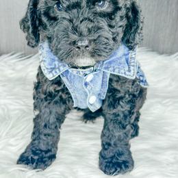 Nitro - Black male Bernedoodle puppy in Otisville, Michigan from Danie’s Darling Doodles LLC