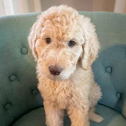 Jefferson - Cream male Goldendoodle puppy in Tybee Island, Georgia from Castaway Doodles