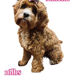 Amelia - Cavapoo