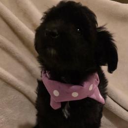 Dixie - Black female Bordoodle puppy in Churchill County Fallon, Nevada from Card Family Ranch