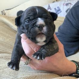 French Bulldog Puppies from Nuthin’ But Frenchies
