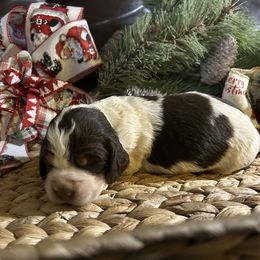 Harley - Liver white and tan female English Springer Spaniel puppy in Las Vegas, Nevada from Legacy