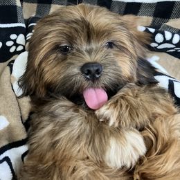 DEWEY Temp. Name Means BELOVED JB2 MALE FLORIDA CHAMPION ANCESTRY - Red male Lhasa Apso puppy in Bell, Florida from Maryann & Kandis