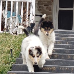Collies from Steel Bridge Collies