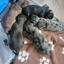 Dachshund Puppies from Harris Hugs and Wiener Wiggles