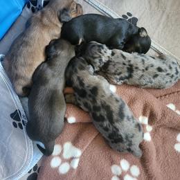 Dachshund Puppies from Harris Hugs and Wiener Wiggles