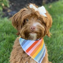 Bella - Goldendoodle