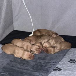 Boy 4 - Golden rust male Vizsla puppy in Chipley, Florida from GT Gundogs