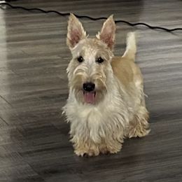 Collin - Scottish Terrier