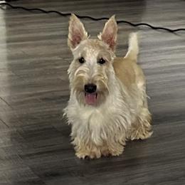 Collin - Scottish Terrier