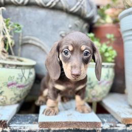 Diesel - Chocolate and cream male Dachshund puppy in Ceres, California from Rockin' M’s LilBitty Dachshunds (LBD)