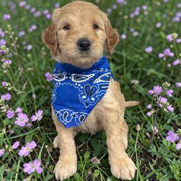 Atlas - Cream male Goldendoodle puppy in Prosperity, Pennsylvania from Stelladoodles & Company