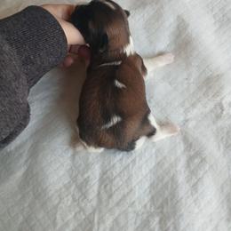 Wimble - Sable and white male Shih Tzu puppy in Brodnax, Virginia from Kbsshihtzus