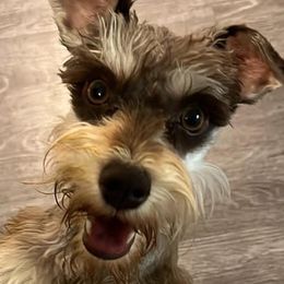 Roo - Miniature Schnauzer
