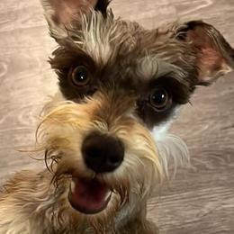 Roo - Miniature Schnauzer