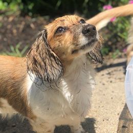 Mila - Dachshund