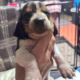 Kenny - Black brown and white male Basset Hound puppy in Manton, Michigan from BeckysBassets