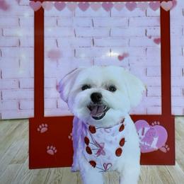 Maltese Puppies from TCBs Glowing Maltese