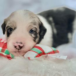Blue collar with tail - Blue merle male Miniature Australian Shepherd puppy in 32046, Florida from River Hill Ranch