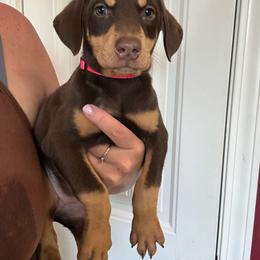 Baby Ruth - Red and rust female Doberman Pinscher puppy in Ludowici, Georgia from Royal Destiny Kennels