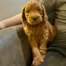 Rocky - Red  male Goldendoodle puppy in Conklin, Michigan from Lake Michigan Couture Cavapoos & Cockapoos