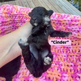Cinder - Merle female Maltipoo puppy in Coal City, Indiana from Angel Blue Dogs
