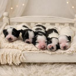 Chinese Crested puppies from Fairy Tale Cresteds