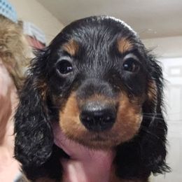 Bigger boy - Black and tan male Dachshund puppy in Lyle, Washington from Wines Wienery