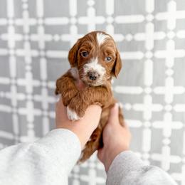 Denari - Red  male Goldendoodle puppy in Greencastle, Indiana from Willow & Co.