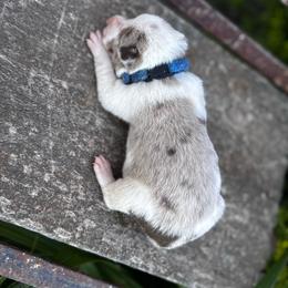 Boy 1 - blue collar - red merle - Red merle male Border Collie puppy in Minden, Iowa from Rocking N Registered Border Collies & Labradors