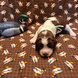 Mabel - Tri-Roan female English Springer Spaniel puppy in Braidwood, Illinois from A & R Springers
