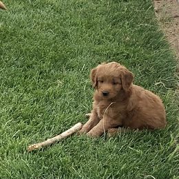Goldendoodle Puppies from Triple HHH puppies