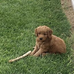 Goldendoodle Puppies from Triple HHH puppies