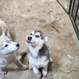 Siberian Husky Puppies from Spirit of the Moon Siberians