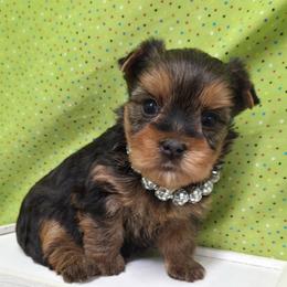 Sophie - Blue and gold female Yorkshire Terrier puppy in Monticello, Iowa from Ashley’s Puppies