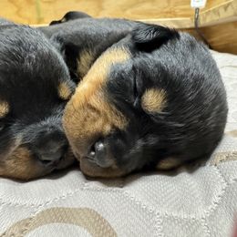 German Shepherd and Rottweiler Puppies from Von Der Hügelspitze
