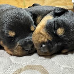 German Shepherd and Rottweiler Puppies from Von Der Hügelspitze