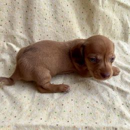 Boy 2 - Red male Dachshund puppy in Smoot, West Virginia from AMC Dachshunds