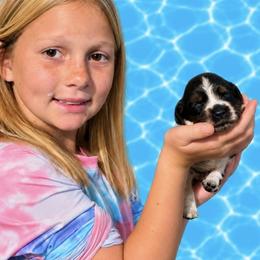 Journey - Tri-Roan female English Springer Spaniel puppy in Fort White, Florida from Thunderbird Springers