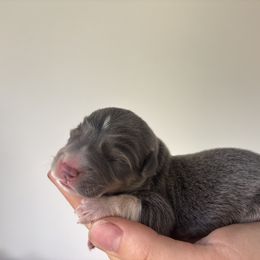 Clyde - Blue male Pembroke Welsh Corgi puppy in Whitehall, Montana from Valley View Corgis