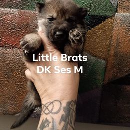 Kris Sesame - Sesame male Shiba Inu puppy in Colorado Springs, Colorado from Little Brats